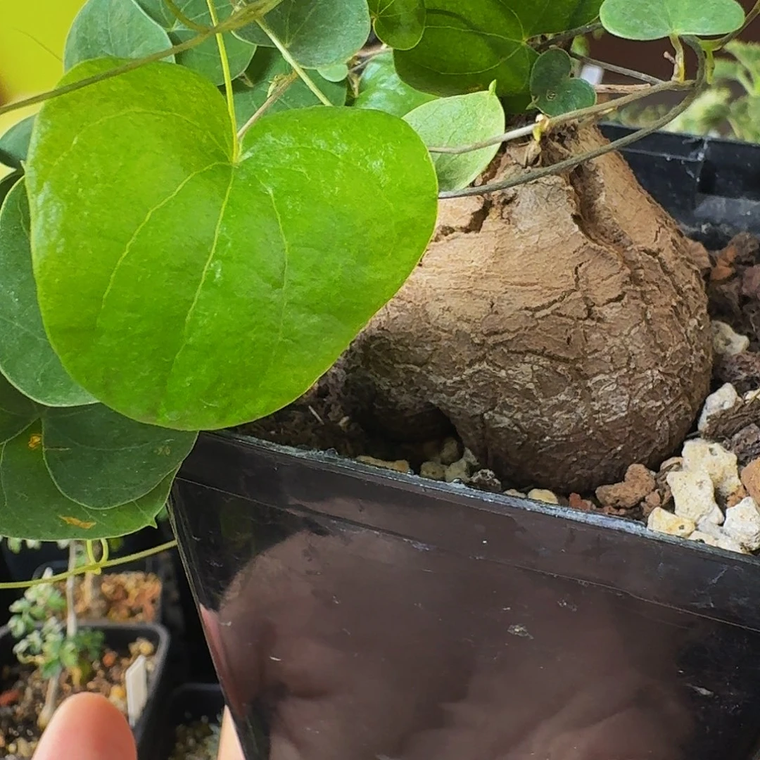 实生龟甲龙带盆土包邮干透浇透