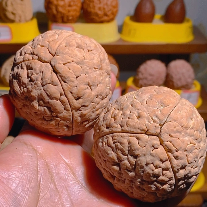 灰***狼野生三瓣脑纹大金刚5762