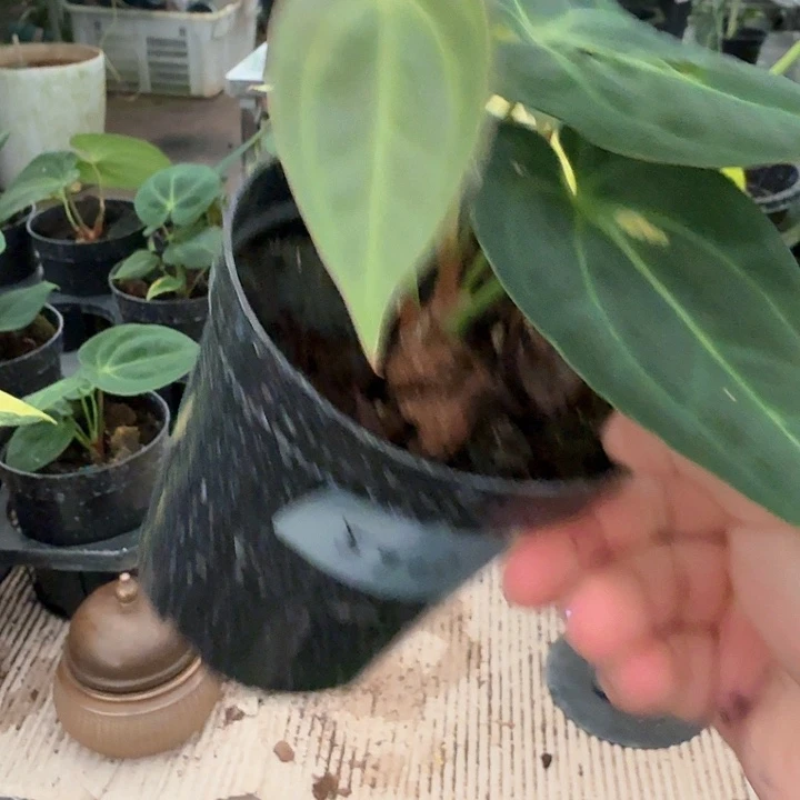 0***0无花朵花烛福利5903