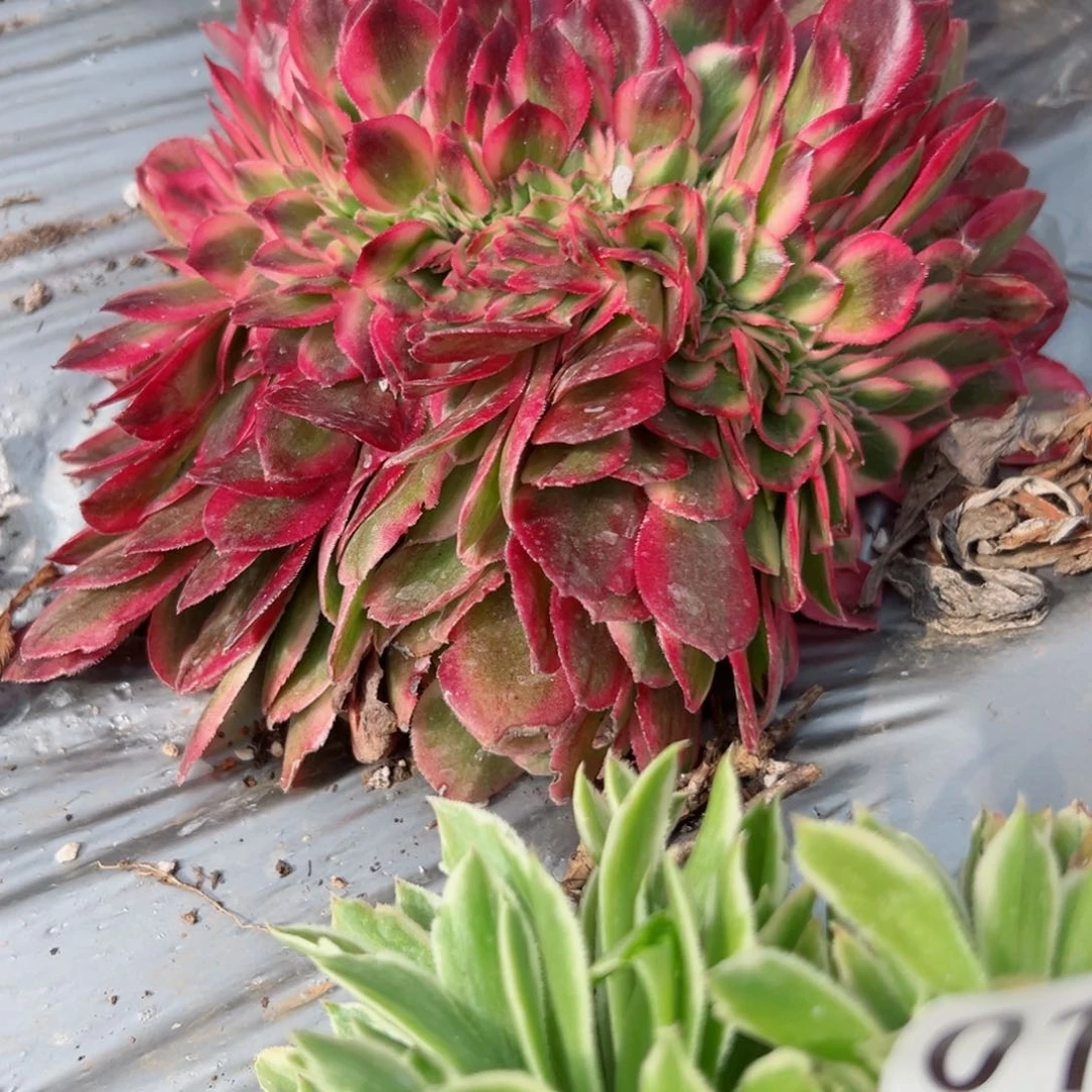 195 号多肉植物法师