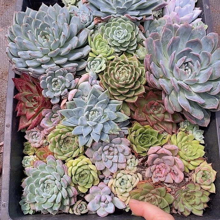 66 多肉植物盆栽花卉