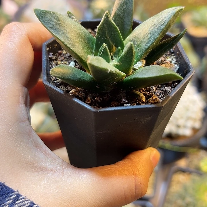 61号泰系实生龙牙牡丹6.6公分