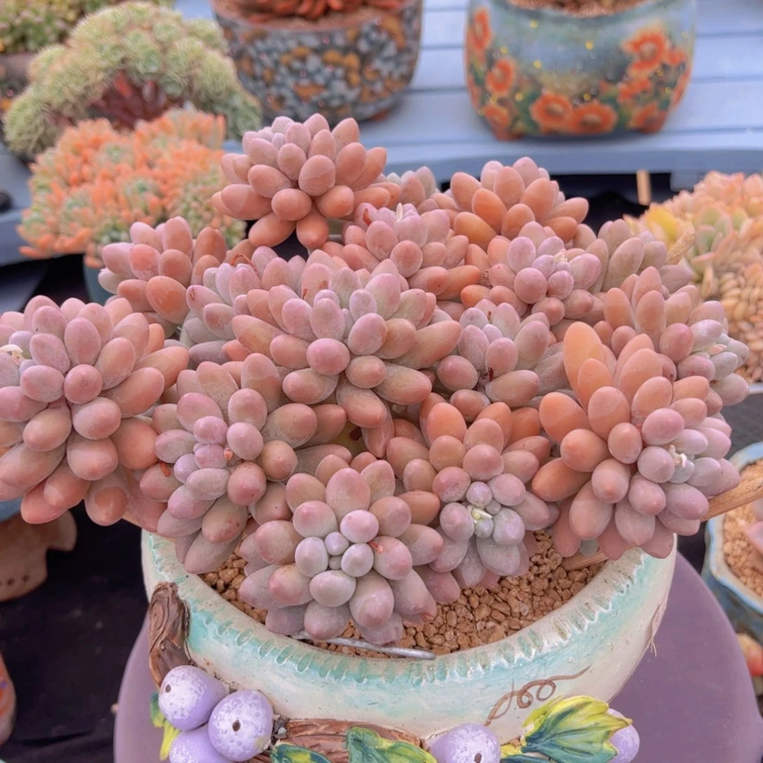 w****i多肉植物保护研究所