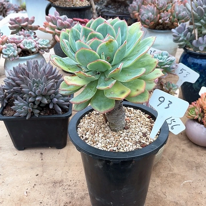 多肉植物，晨露93号