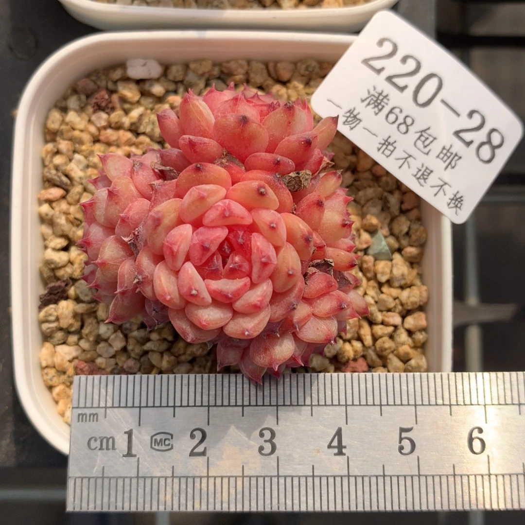 28。白胖子五头整桩。