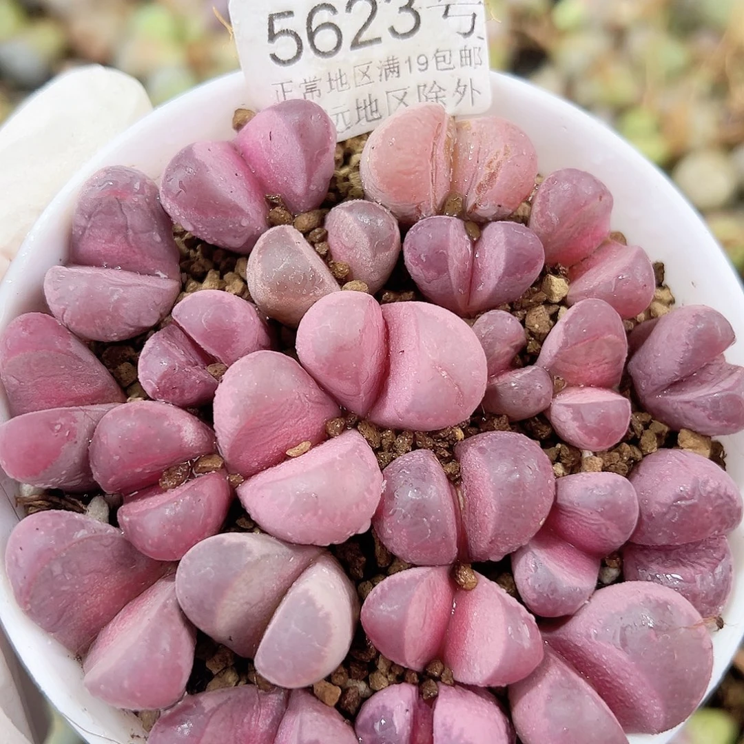 5623 好养易活生石花大母本9cm盆