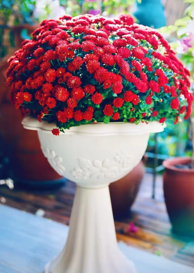 樱桃红球菊【中国红】四季开花多年生发货快新手易养护喜阳植物