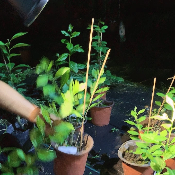 无花朵云顶嫁接苗99