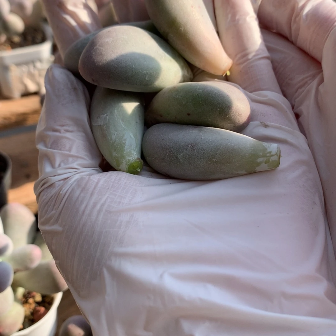 米可奶酪多肉叶片。