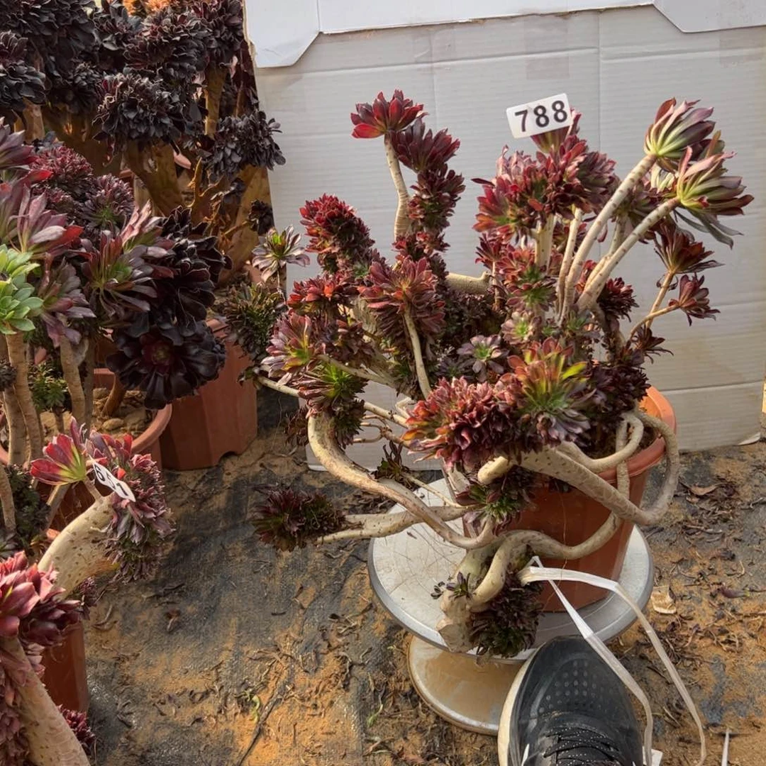 有伤黑缀788官府42