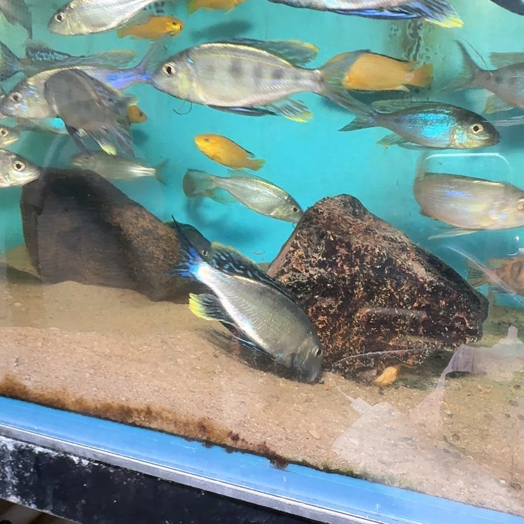 承***青慈鲷蓝波一条46缸