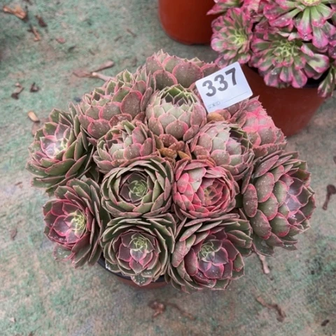 337粉花妖朵朵多肉，