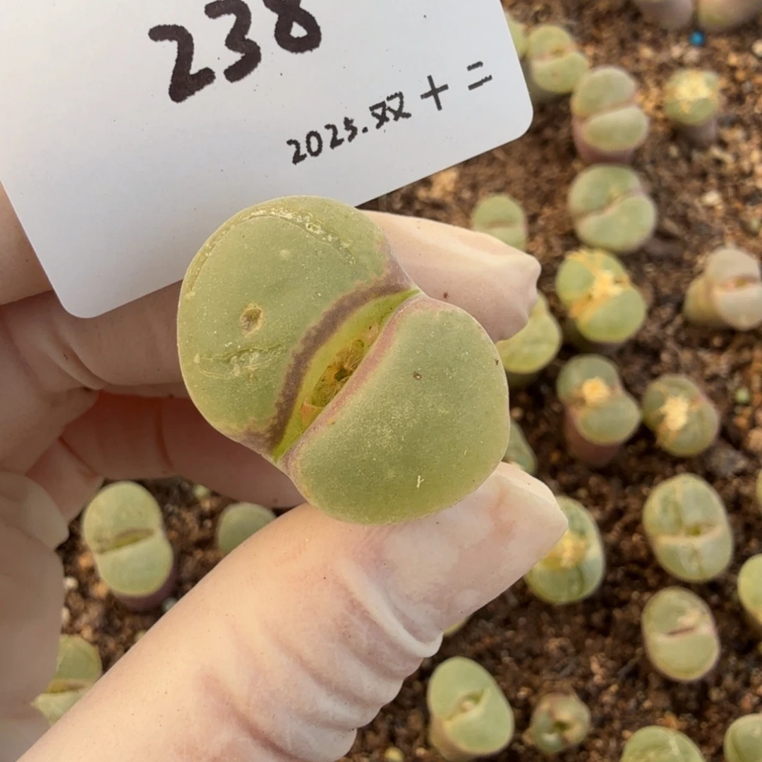 多肉多肉多肉12-238