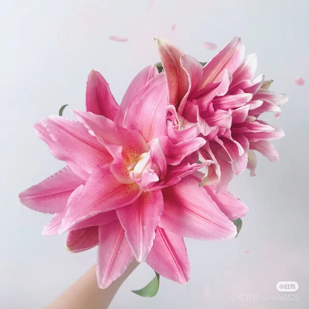 茱莉亚重瓣香水百合粉嫩颜色