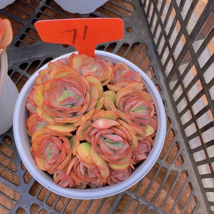 悠***爱在家里面吃饭的吗