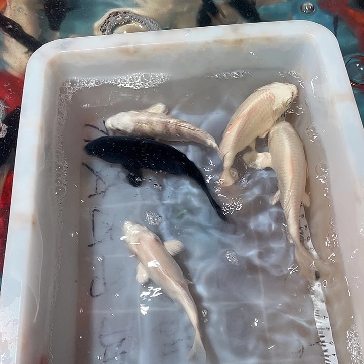 蝴蝶鲤鱼渔场直发32