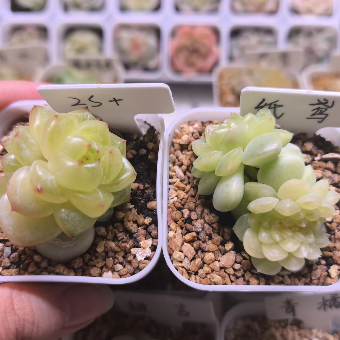 纸鸢2s多肉一物一拍