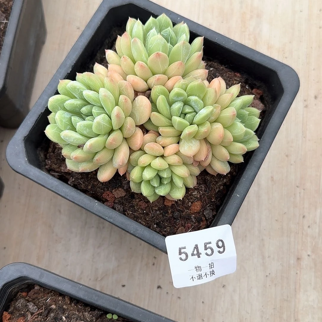 n***d5459百达翡翠多肉