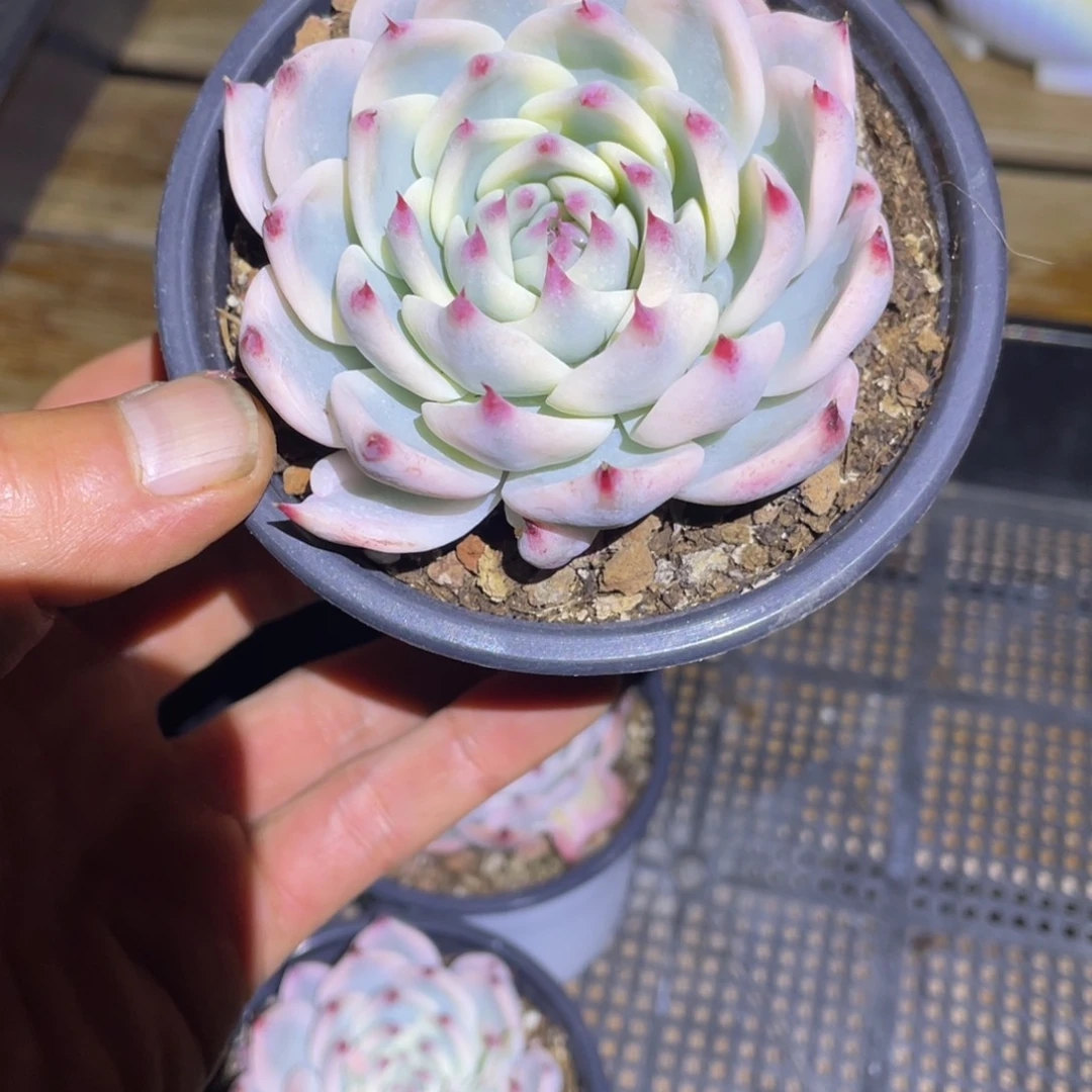 东*乐淘多肉吉娃娃锦一个