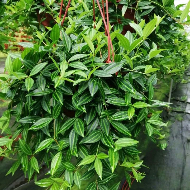 钻石翡翠盆栽客厅室内吊兰绿植四季常绿净化空气吸甲醛垂吊植物花