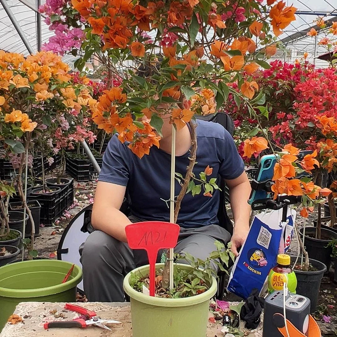 阿***胜大部分花苞少量开放M21橙桑巴