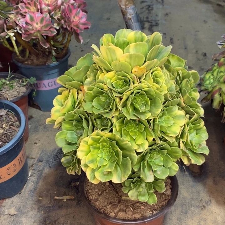 五彩琉璃多肉植物55