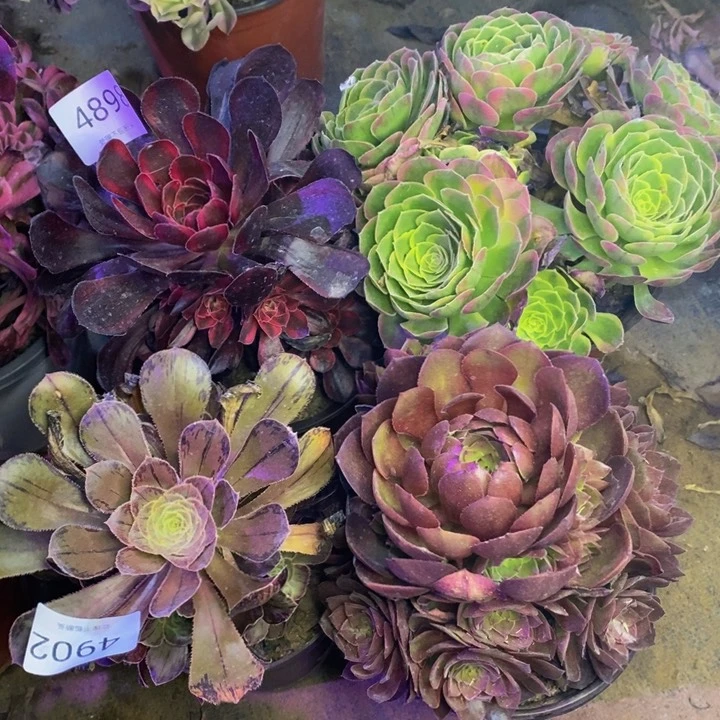 4盆多肉断头不包4898