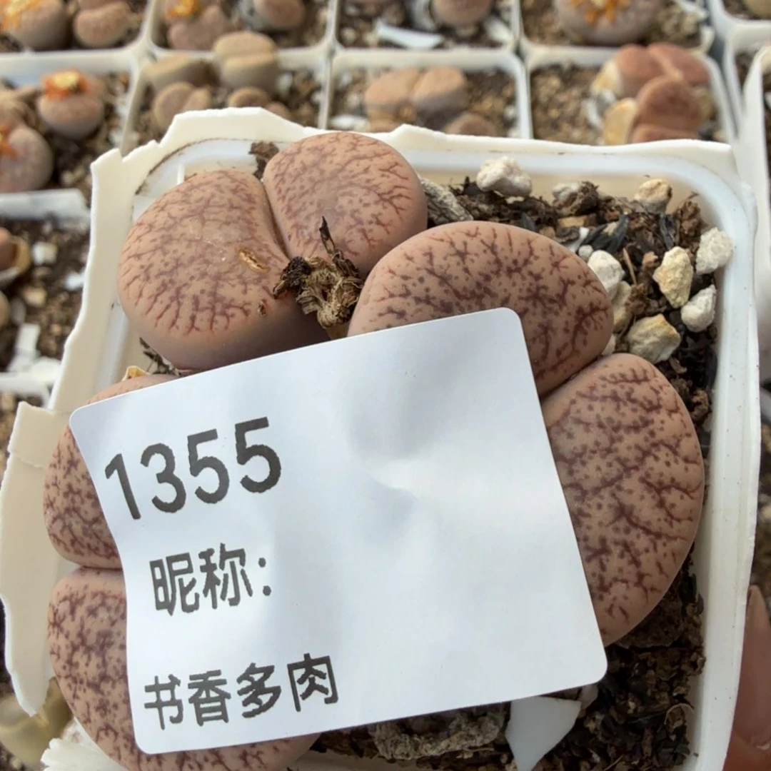 L***E多肉植物多肉植物