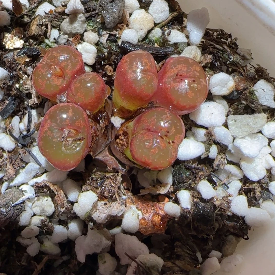 肉锥多肉植物百科-勋章有疤117