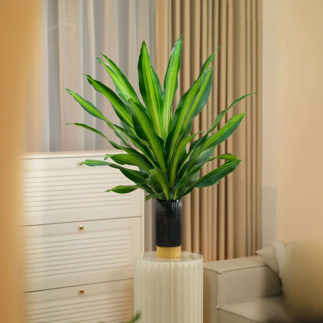 水培直板金心也门铁大绿植四季室内家庭办公室吸甲醛耐寒开业迎宾