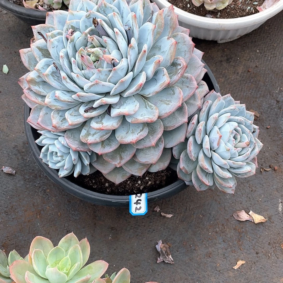 242蓝橙 一物一拍多肉