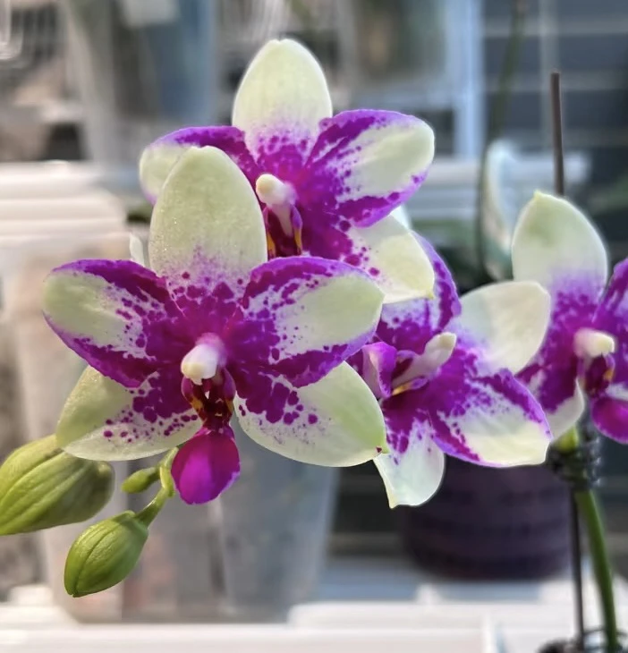 单花剑（紫钻）3.0寸杯蝴蝶兰花苗甜香