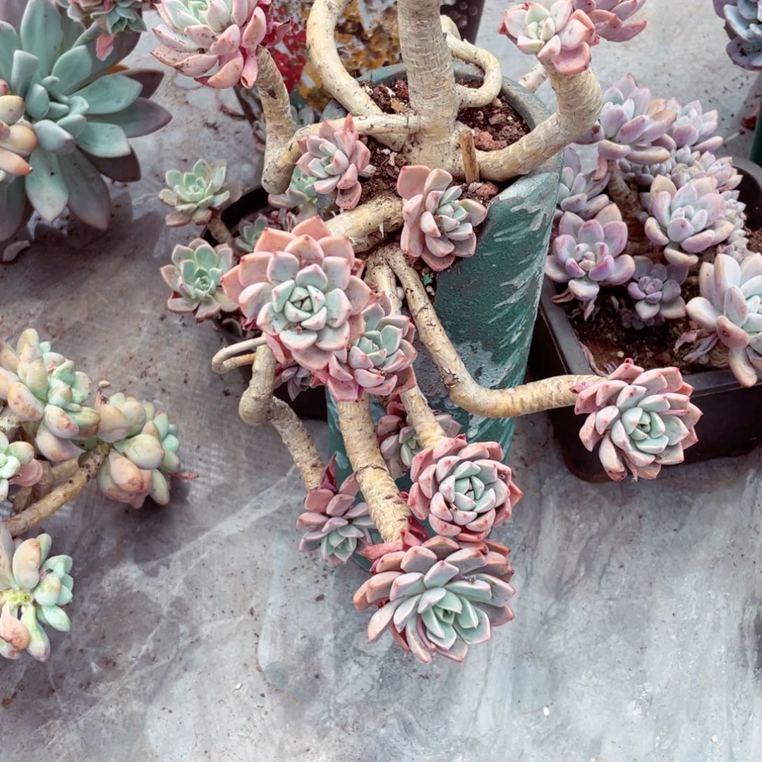 雅*红粉老桩，一物一拍