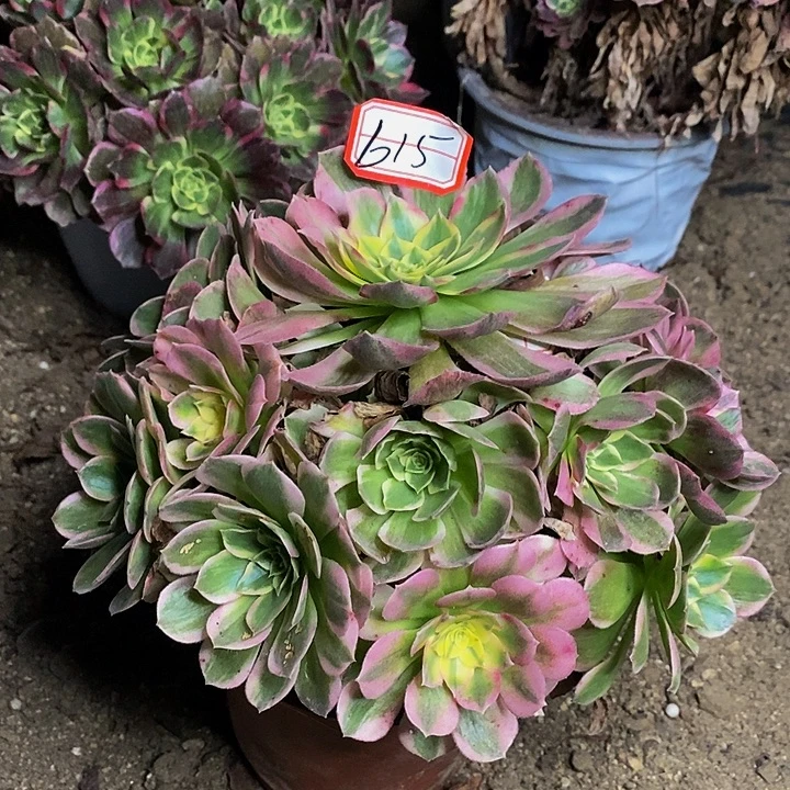 粉体海王老桩捧花615号
