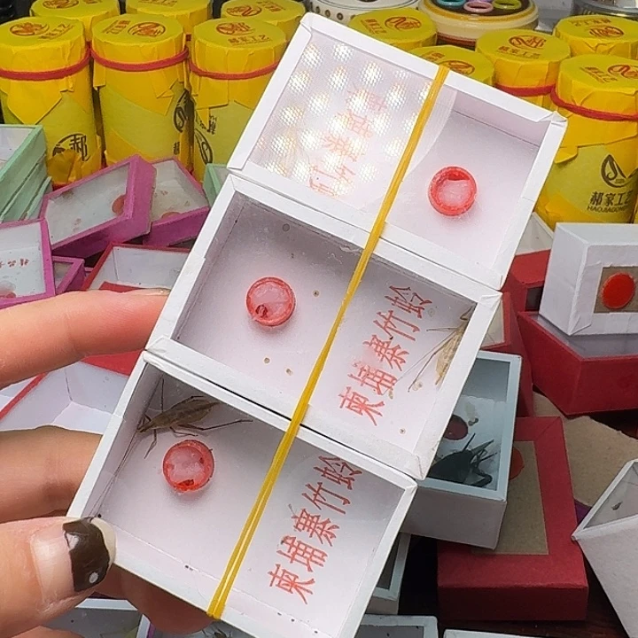 蟋蟀长短须柬埔寨竹林。