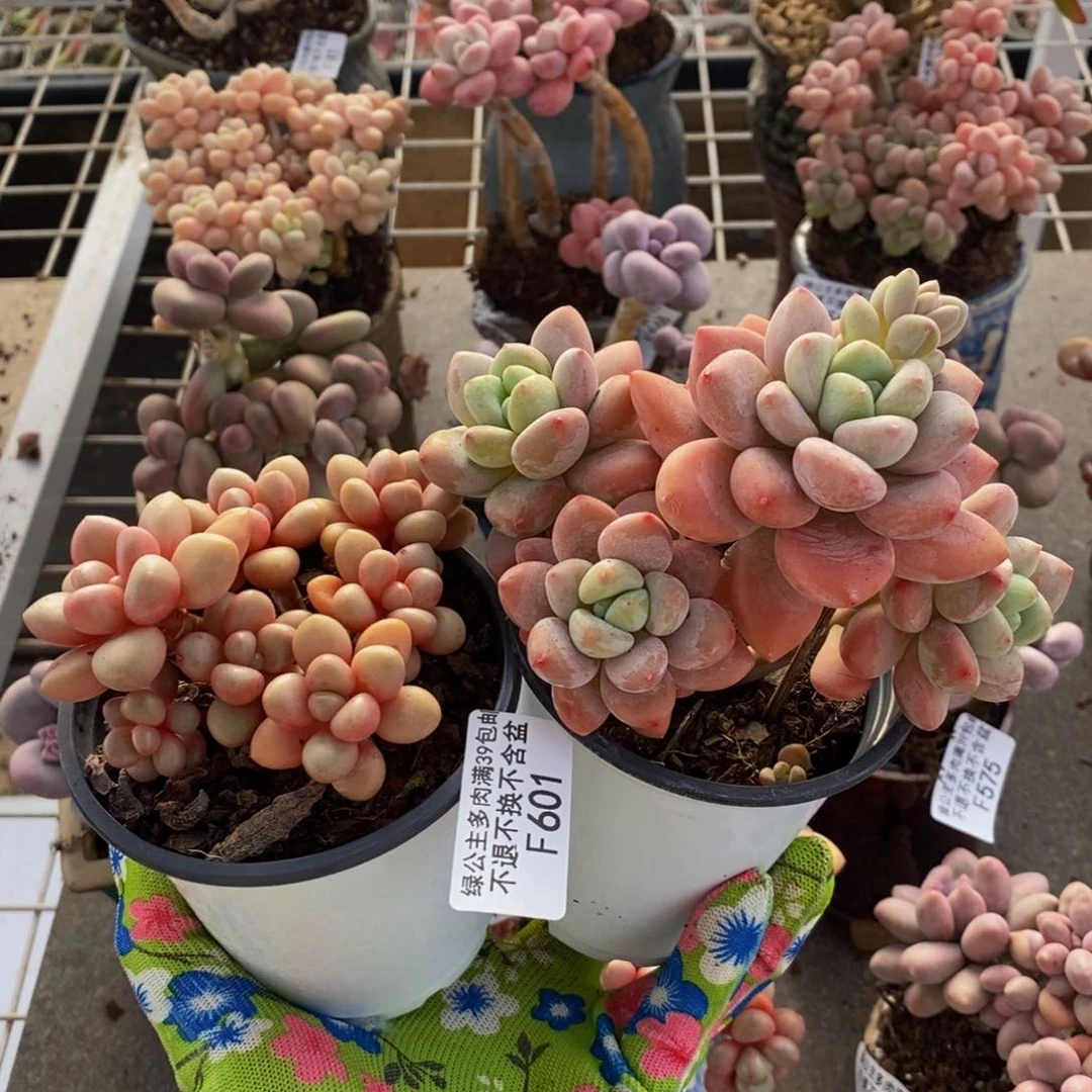 大**烟樱花洛神601/7cm多肉