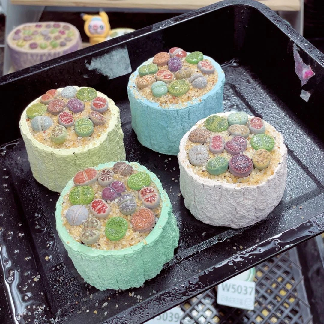 w5040 带盆土发货一物一拍