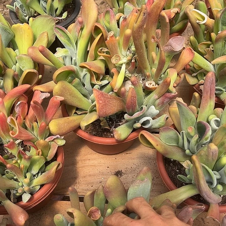 火狐狸11.99多肉植物