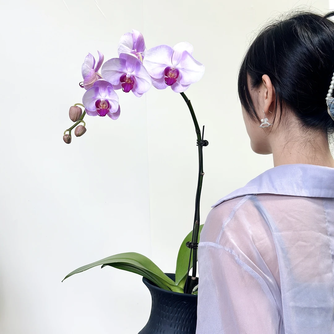 【西宾哈尼】原盆原土粉色迷雾蝴蝶兰超长花絮室内好养耐养高端花卉