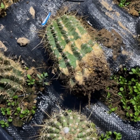 清清702无售后毛花柱随机