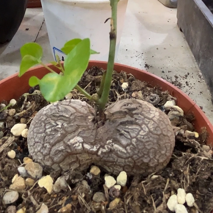 汤圆植物双头龟甲龙