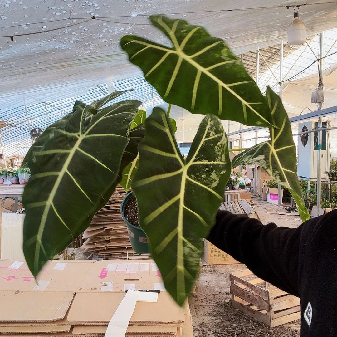 完全开放14号锦化绿天鹅一棵