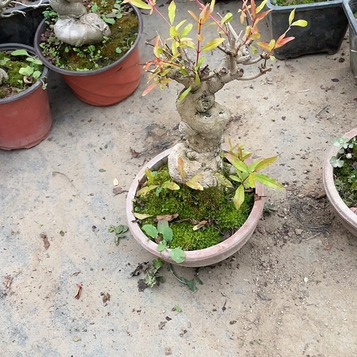 h***8无花朵100菊花菊花菊花菊花家