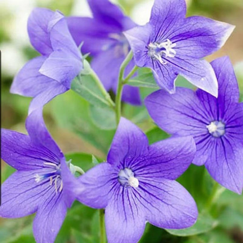 桔梗种子包袱花铛花僧帽花狗宝菜多年生桔梗花种籽