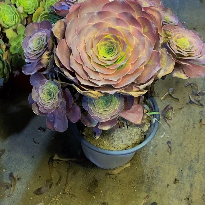 魅金多肉断头不包3847