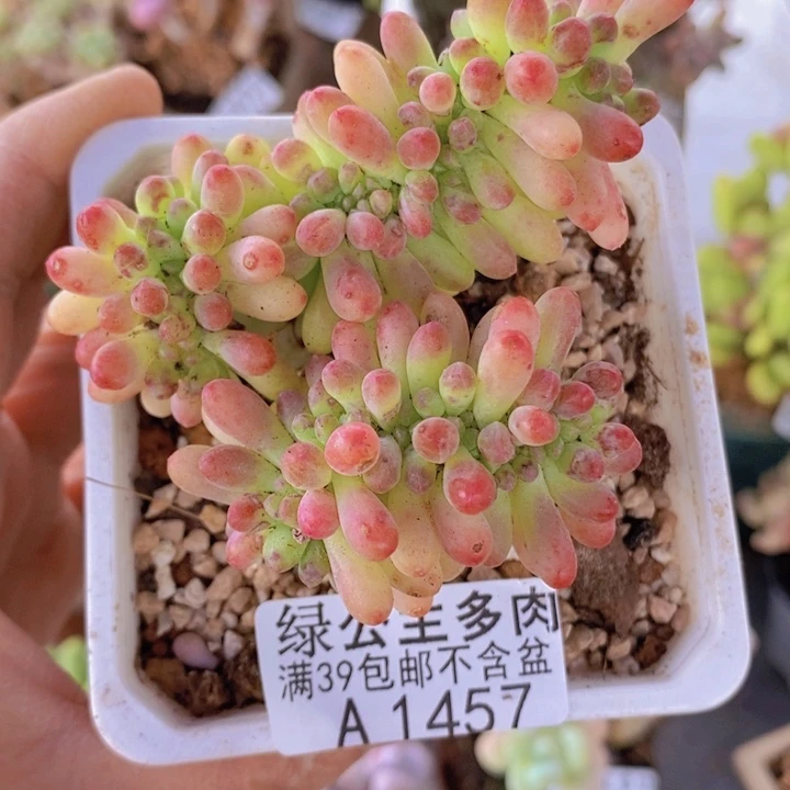 乙女心6cm1457多肉植物