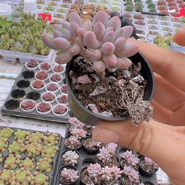5厘米手指2颗多肉植物