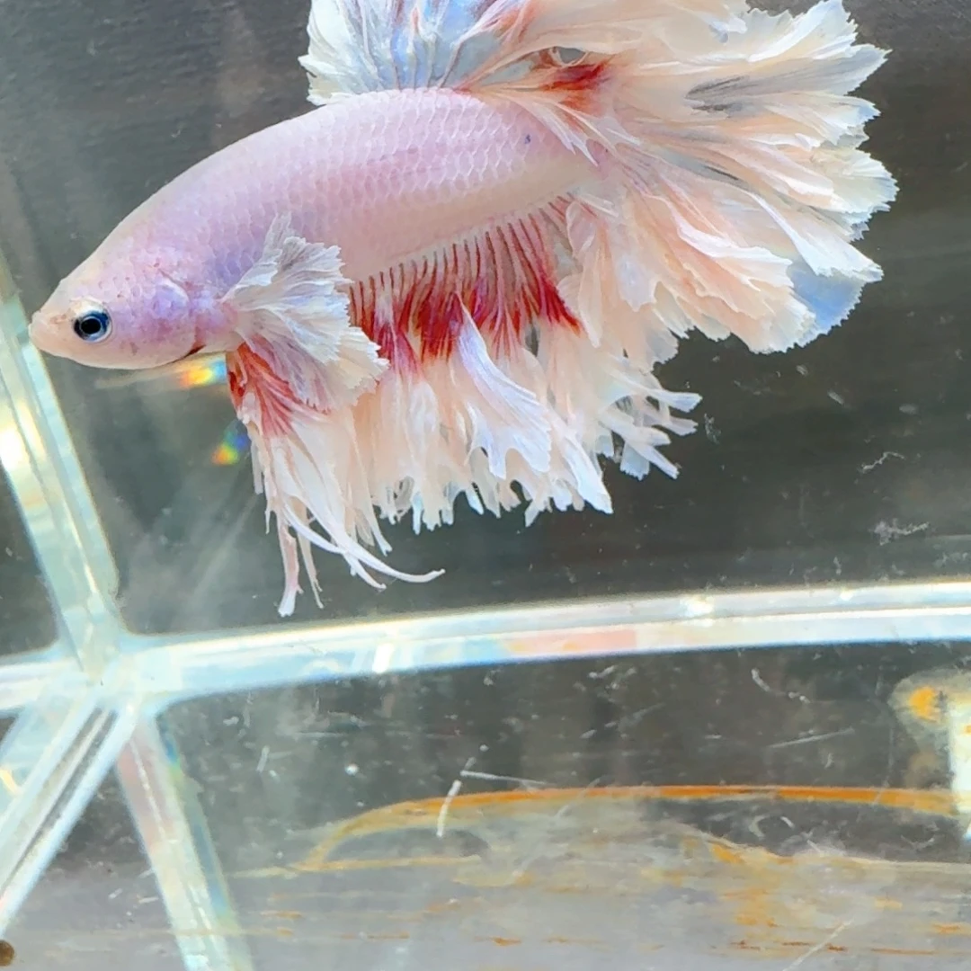 小****海水鱼泰国斗鱼印尼斗鱼