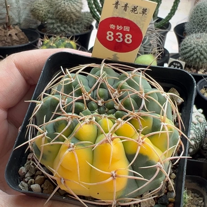 实生狂刺裸萼球锦5.9cm