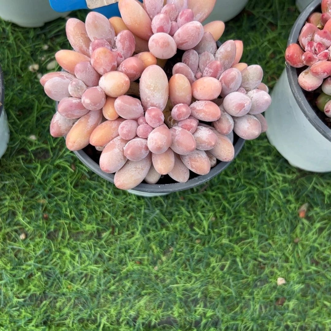 汤圆多肉植物保护